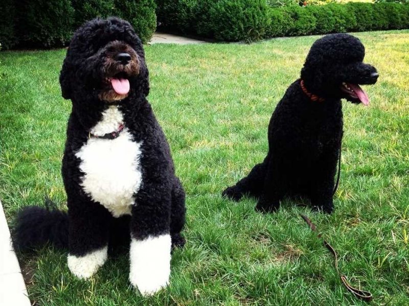 are portuguese water dogs good family pets