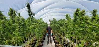 VIVO Cannabis Begins Largest Harvest in Companys History (CNW Group/VIVO Cannabis Inc.)