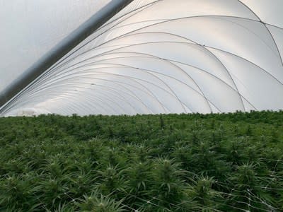 VIVO Cannabis Begins Largest Harvest in Companys History (CNW Group/VIVO Cannabis Inc.)