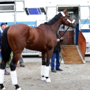 In this photo provided by Churchill Downs, American Pharoah is led to a trailer, Wednesday, June 2, 2015, at Churchill Downs in Louisville Ky., as the Kentucky Derby and Preakness Stakes winner is prepped to travel to New York for Saturday's the Belmont Stakes horse race. (Reed Palmer Photography/Churchill Downs via AP)