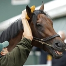 May 18, 2016; Baltimore, MD, USA; Kentucky Derby winner Nyquist receives a bath after a training session for the 141st Preakness Stakes at Pimlico Race Course. Mandatory Credit: Geoff Burke-USA TODAY Sports