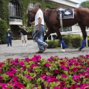 Kentucky Derby and Preakness Stakes winner American Pharoah is walked through the paddock area at Belmont Park in Elmont, New York June 4, 2015. REUTERS/Shannon Stapleton