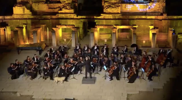 Картинки по запросу Dog crashes orchestra performance in Turkey