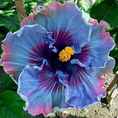 CHUXAY GARDEN Juliet Rose Flower Seed 10 Seeds Sweet Flowers