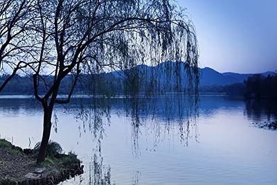 4 Weeping Willow Tree Cuttings - Beautiful Arching Canopy - with video  tutorial