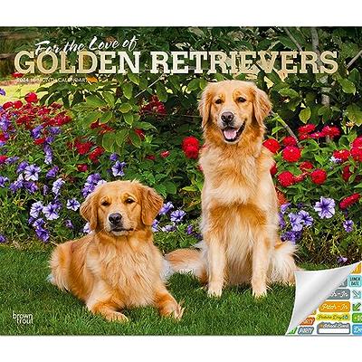 Golden Retriever Puppies, 2024 12 x 24 Inch Monthly Square Wall Calendar, BrownTrout