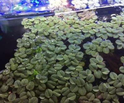 Dwarf Java Moss Live Aquarium Plants, Green Leaf, 1 Cup - Yahoo Shopping