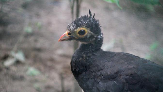 Perjuangan Halim Demi Lestarikan Burung Maleo Yang Terancam