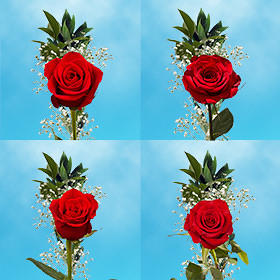 Fundrasing Flowers Single Roses Special