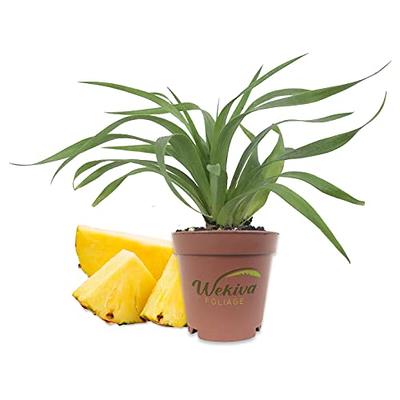 Wekiva Foliage Edgar's Baby Dragon Fruit Tree - 4 Live Starter Plants -  Hylocereous Undatus - Edible Tropical Fruit Plant from Florida  EdgarsBabyDragonFruitTree2x4 - The Home Depot