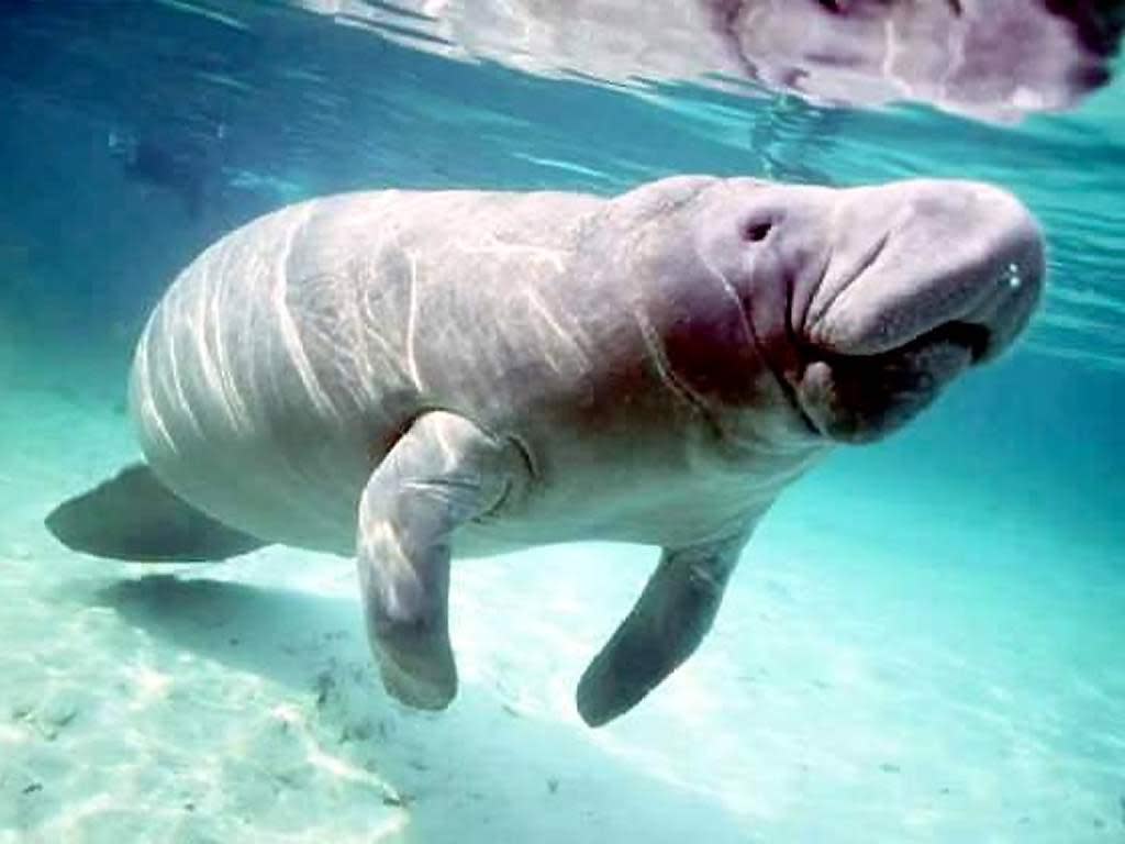 موسوعة ( الحيوانات مهددة الإنقراض )  Manatee