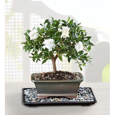 1800Flowers Plant Delivery Juniper Bonsai Small - Yahoo Shopping