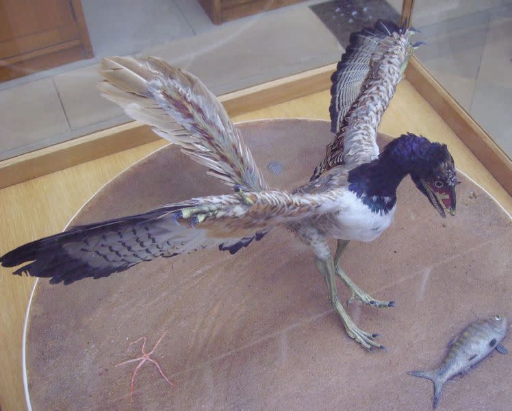 موسوعة ( الحيوانات مهددة الإنقراض )  Archaeopteryx_2