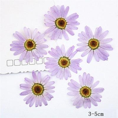 Pressed Flowers, Light Purple Flowers, 8 Pcs/Pack, Purple Chrysanthemum, Pressed  Dried Flowers, Marguerite Flower （3-5cm - Yahoo Shopping