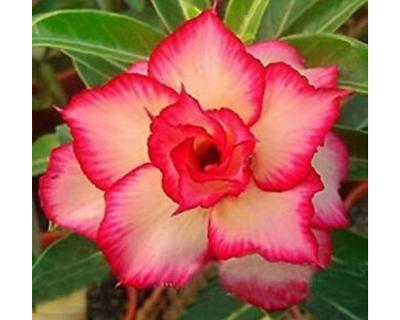 Adenium obesum / 10 seeds (Desert Rose, Sabi Star)