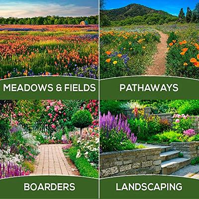  Flower Seeds Packets for Planting 35 Individual Varieties  Perennial, Annual, Wildflower Seeds for Planting Outdoors for Bees and  Butterflies - Semillas de Flores Hermosas by Gardeners Basics. : Patio,  Lawn & Garden