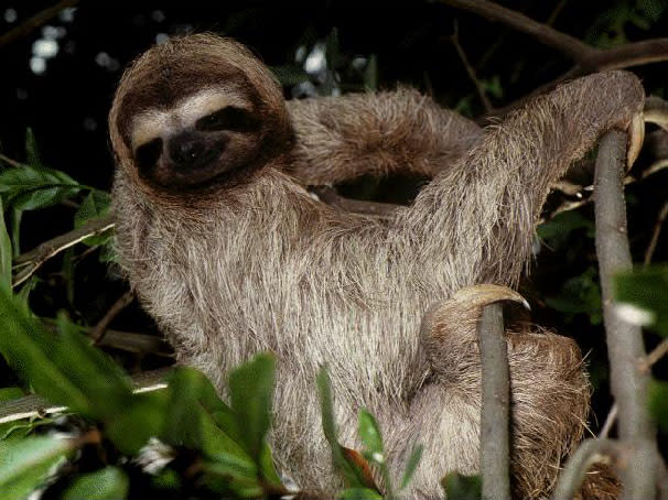 موسوعة ( الحيوانات مهددة الإنقراض )  Sloth
