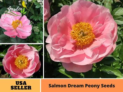 10 Rare Seeds Pink Kansas Peony Seeds perennial authentic Seeds-flowers  organic. Non GMO vegetable Seeds-mix Seeds for Plant-b3g1b038 