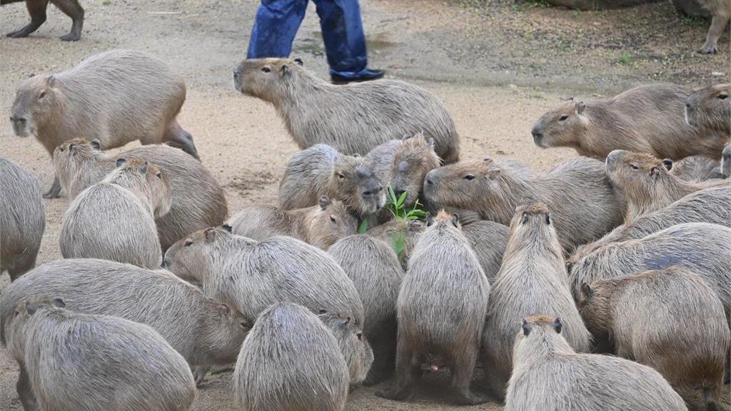 日本德島動物園飼養88隻水豚　未來可望「盡收眼底」