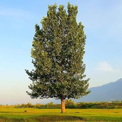 Black Weeping Willow Tree Cuttings for Planting - Rare Black