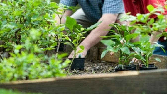 4 Bahan Natural yang Ampuh Matikan Rumput Liar  di Rumah