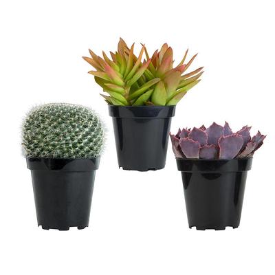 Altman Plants Assorted Cactus Collection 2.5 8 Pack for DIY Succulent  Gardens or Containers or Gifts