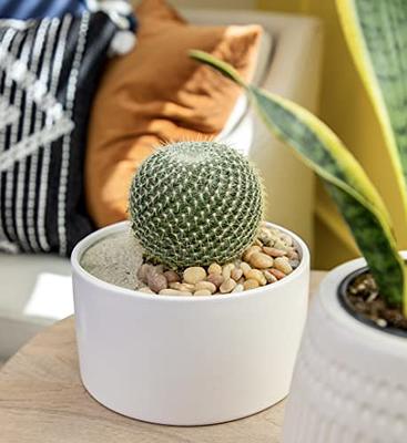 Assorted Mini Cactus Collection – Shop Succulents