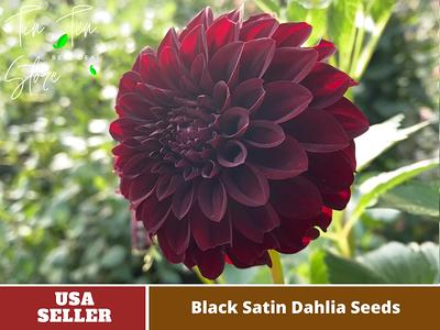 10+ Black Dalia Flower