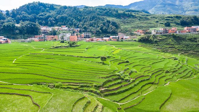 FOTO Pemandangan  Sawah  Terasering di Guizhou