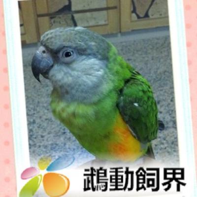 ★鵡動飼界★鳥用商品購物網站