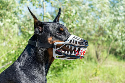 Werewolf zombie dogs muzzle. White color! Doberman and other breeds. Funny  dog accessory. Scary muzzle best halloween gi - XL - Yahoo Shopping