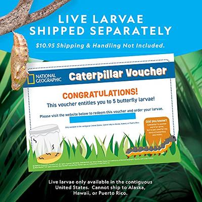 NATIONAL GEOGRAPHIC Caterpillar Growing Kit - Butterfly Habitat With  Voucher for 5 Caterpillars, Cage, and Feeder ( Exclusive)