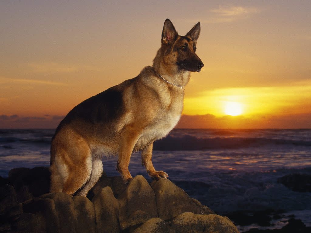 اشهر كاتب الحراسه. German-shepherd1