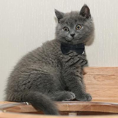 Black Velvet Cat Collar with Bow tie