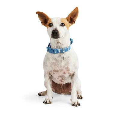 YOULY The Classic Blue Webbed Nylon Dog Collar, Small