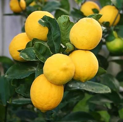 Lemon (Citrus Lemon) Live Plant