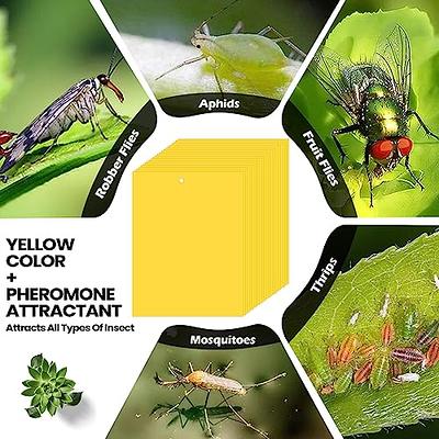 Indoor and Outdoor Fruit Fly Traps Yellow Sticky Plant Bug Fungus Fly Trap Outdoor, Hanging Traps (48-Pack)