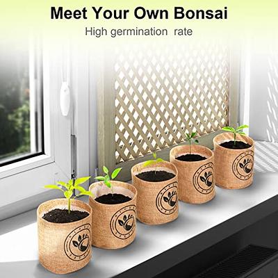 Set de culture de bonsaï, Culture