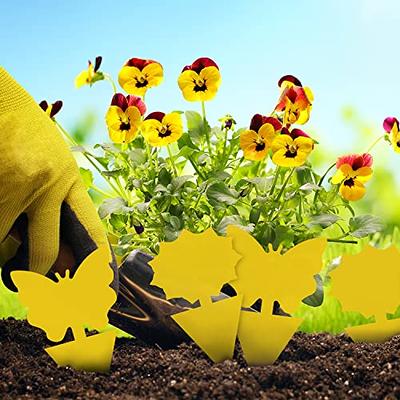 36 Pcs Sticky Traps for Fruit Fly, Whitefly, Fungus Gnat, Mosquito and Bug,  Yellow, Insect Catcher Traps for Indoor/Outdoor/Kitchen, Extremely Sticky