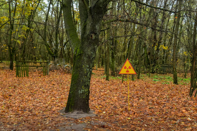 Punto caliente de radiación en el bosque rojo de Chernobyl. (Imagen creative commons. Crédito imagen: Jorge Franganillo).