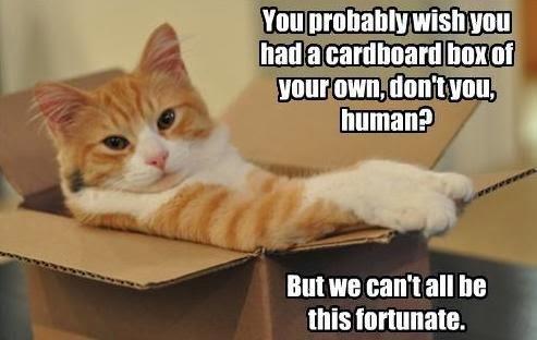 Cat Humor #6