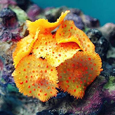 coral reef flowers