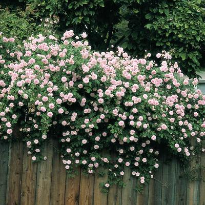 BELL NURSERY 2 Gal. Japanese Rose (Rosa rugosa) Live Shrub with