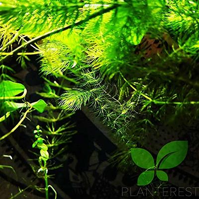  Aquatic Discounts - 3 Different Live Aquarium Plants -  Anacharis + Hornwort + Java Fern BUY2GET1FREE! : Pet Supplies