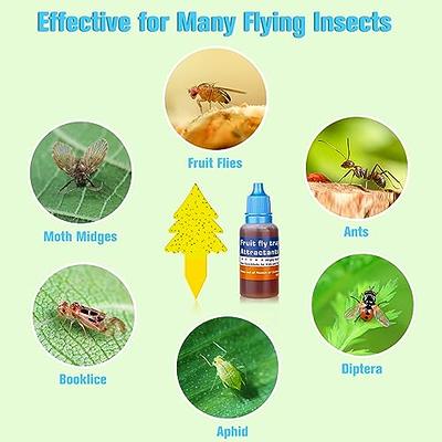  Fruit Fly Trap for Indoor- Non-Toxic Insects Bait Refill Liquid  Only- Fruit Fly Bait with Sticky Pads- with 6 Packs Fly Trap Refills Liquid  Replacement- 24 Packs Fruit Fly Trap