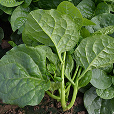 Malabar Spinach Seeds - Green Vines Supreme - 1 oz ~800 Seeds - Non-GMO, Heirloom - Vegetable Garden