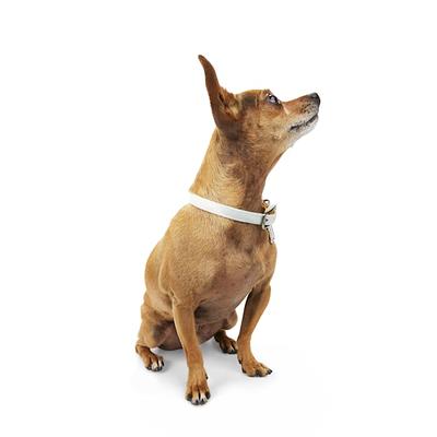 YOULY Multicolored Reflective Dog Collar, Small