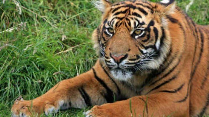 Unduh 8300 Gambar Harimau Dan Ular Terbaik 