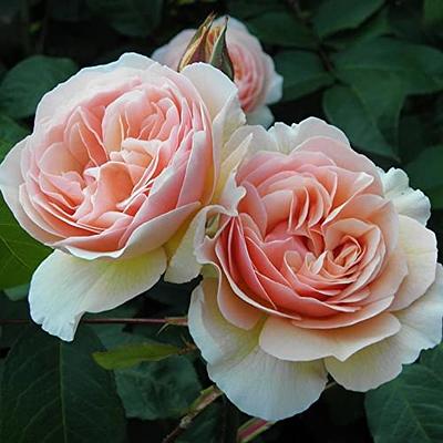 CHUXAY GARDEN Juliet Rose Flower Seed 10 Seeds Sweet Flowers