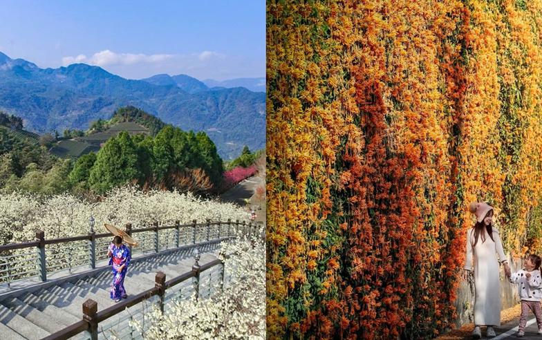 子瑜又來了！女神最愛的白櫻盛開中 盤點嘉義梅山6處走春勝地